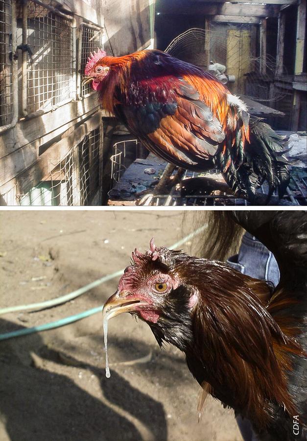 Chickens diagnosed with exotic Newcastle disease. Note the dropped head as evidence of depression, the swollen eyelid (above and right) and discharge from the mouth (right). The feathers are matted down and the hen hasn't been cleaning herself.