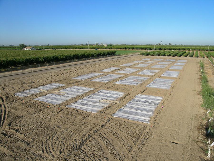 Data from three field trials conducted near Parlier, above, show that totally impermeable film (TIF) maintained higher fumigant concentrations under tarp and in the soil than polyethylene film.