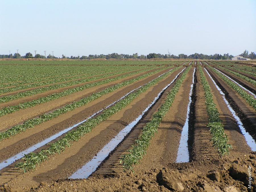 The ENVIRO-GRO model simulates the consequences of irrigation water salinity and management practices on crop yield and nitrate leaching. Simulations indicate that strategies to minimize groundwater degradation must also include water management practices to be effective.