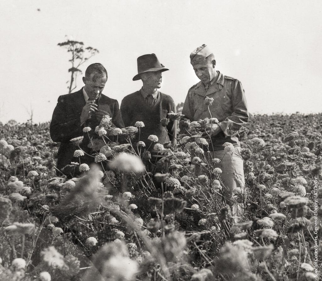 Milton Miller (right) in a Tasmanian carrot seed production field during World War II, 1944.