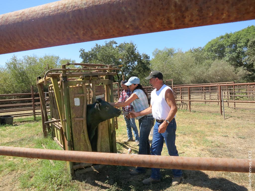 Beginning Farmer and Rancher (BFR) participant Kelly Osman tags the ear of a pregnant Black Angus cow, with help from Denner Ranch owner and BFR mentor Terry Lindley (front) and ranch hand Joey Howard (back).