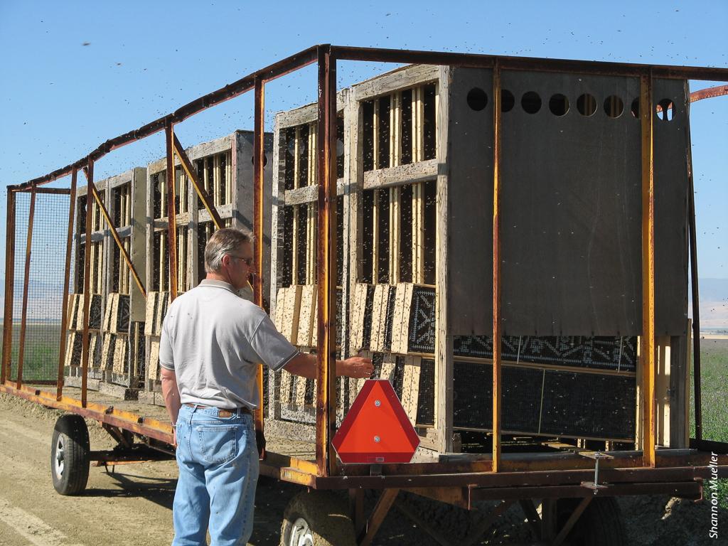 Chuck Deatherage of Seed Services, Inc. in Fresno checks the flight and nesting activity of alfalfa leafcutting bees, which nest in this trailer.