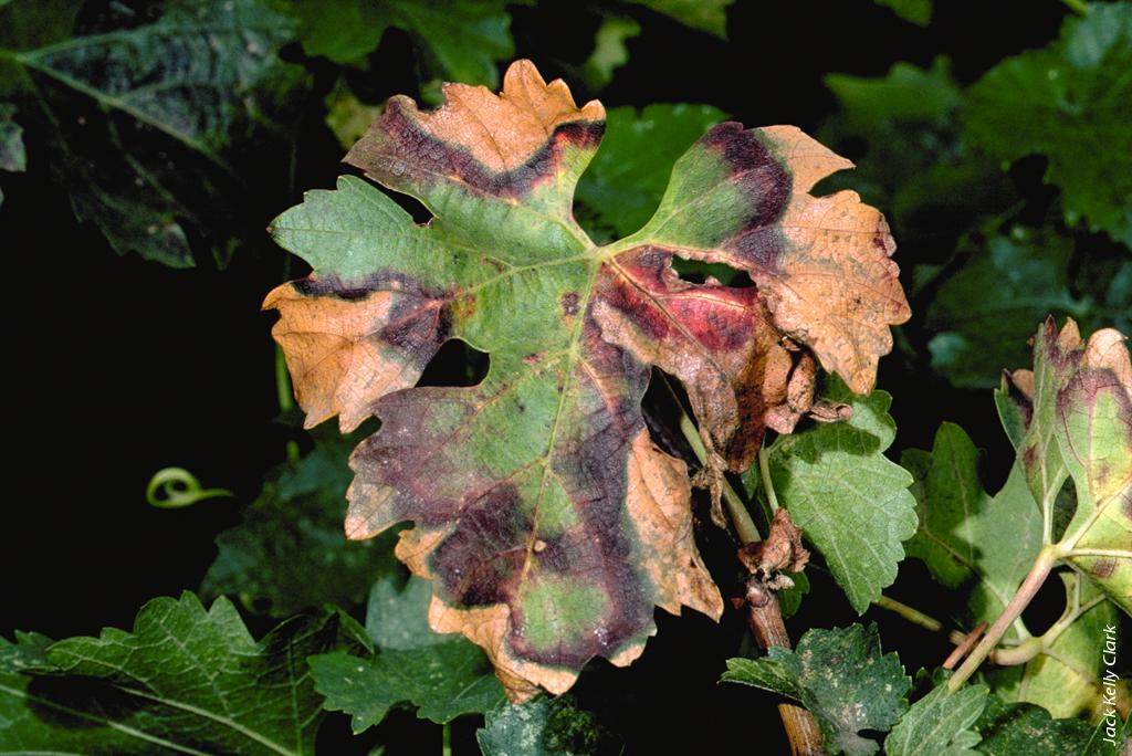 Pierce's disease is caused by a strain of the bacteria Xylella fastidiosa, which blocks the water-conducting system of a grapevine, leading to vine death 1 to 5 years after the plant becomes diseased.