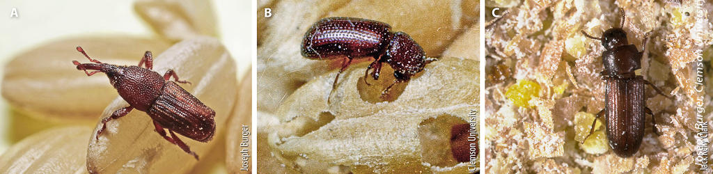 The rice weevil (A), lesser grain borer (B) and red flour beetle (C) were selected by the majority of survey respondents as insects causing problems in stored rice.