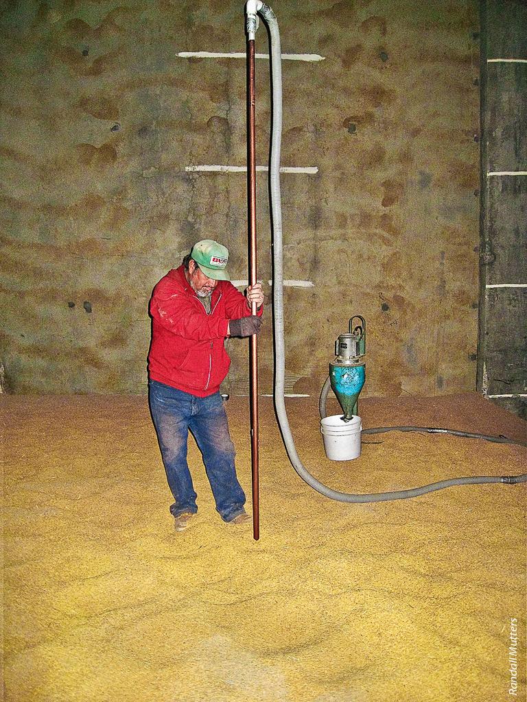 Stored rice should be inspected to determine its temperature, moisture content and sanitary condition throughout the storage period. In the authors' survey, almost all operations reported inspecting rice during storage. Above, a warehouse operator uses a grain probe to sample rice in a flat warehouse.