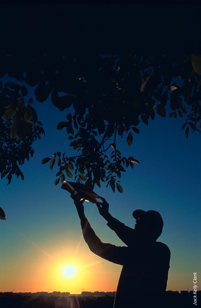UC ANR researcher checking codling moth trap in a walnut tree at sunrise