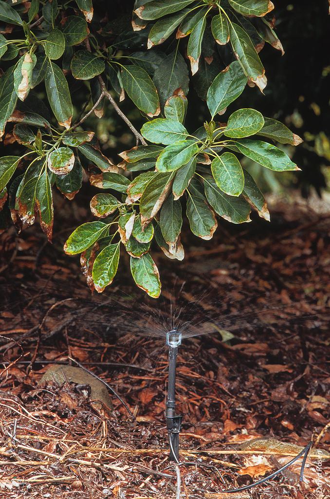 Microsprinkler applying irrigation water in a mulched avocado grove.