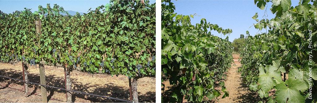 Vines that receive fertilizer applications balanced with their needs, left, show no excess vigor. Vines given too much N produce too much vegetation, right, which can lead to reduced yield and lowered wine quality. The N content of recycled water must be taken into account to keep vines in balance.