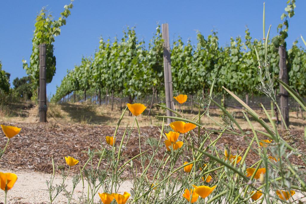 Recycled water can be a reliable source of water to growers whose supplies diminish late in the summer and during periods of extended drought. Above, Malbec vines at Trinitas Cellars vineyard, which has been irrigated with recycled water for over 7 years.