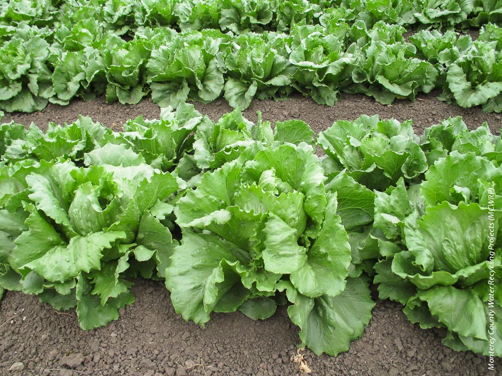 In a study of Salinas Valley fields irrigated with recycled wastewater, researchers found that rainfall leaching is an important factor in maintaining satisfactory root zone salinity levels for salt-sensitive crops such as lettuce and strawberries.
