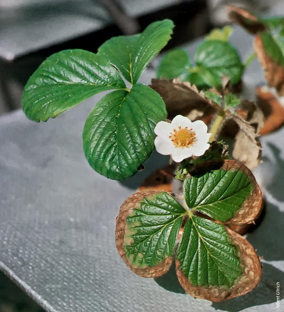 Toxic levels of salt cause strawberry leaf margins to turn brown and dry.