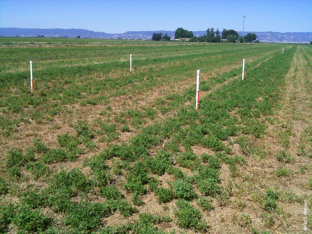 Surface irrigation can result in large amounts of water lost to runoff and excess percolation. UC researchers found that runoff in commercial alfalfa fields can be reduced significantly by using a mathematical model and sensors (above, white poles) to predict and track the advance of water in the field. Information from the sensors is relayed wirelessly to a central module, which notifies the irrigator via text message when the input water needs to be turned off.