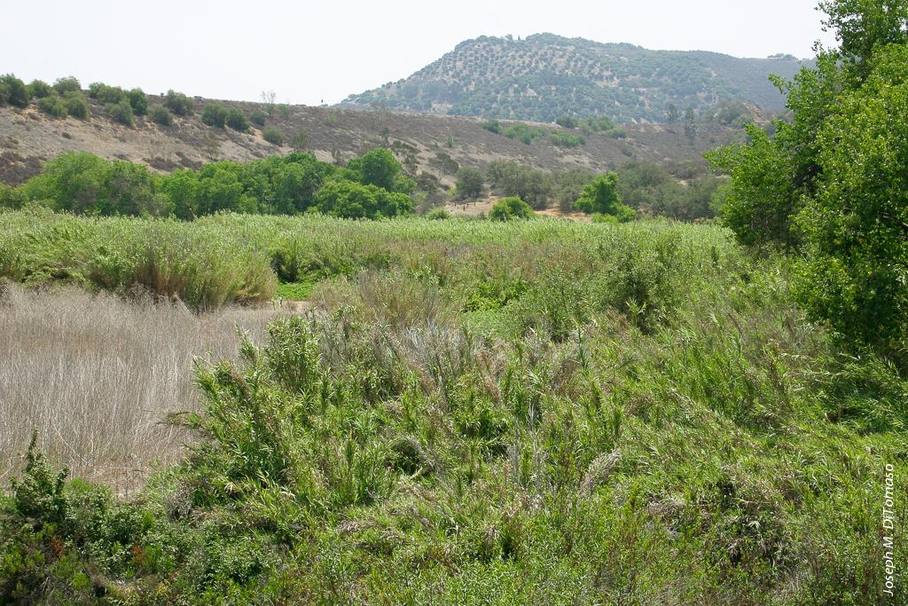 Giant reed (Arundo donax) infesting a wetland area in Southern California. Giant reed was introduced as both an ornamental and erosion control species and is now one of the most invasive species in the state.