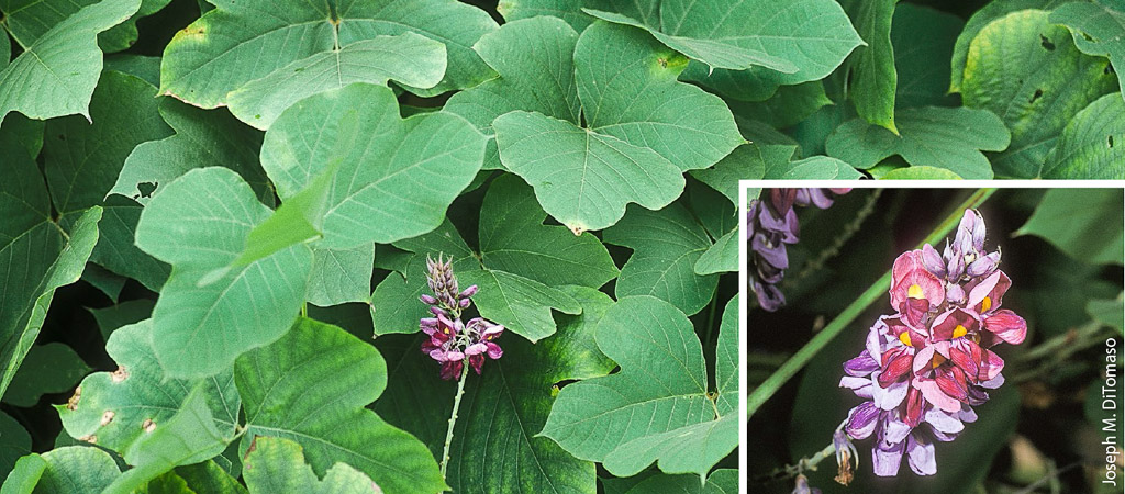 After being introduced as an animal forage species, kudzu (Pueraria montana) escaped to invade forested areas in the southern United States. Kudzu is neither naturalized nor sold in California.
