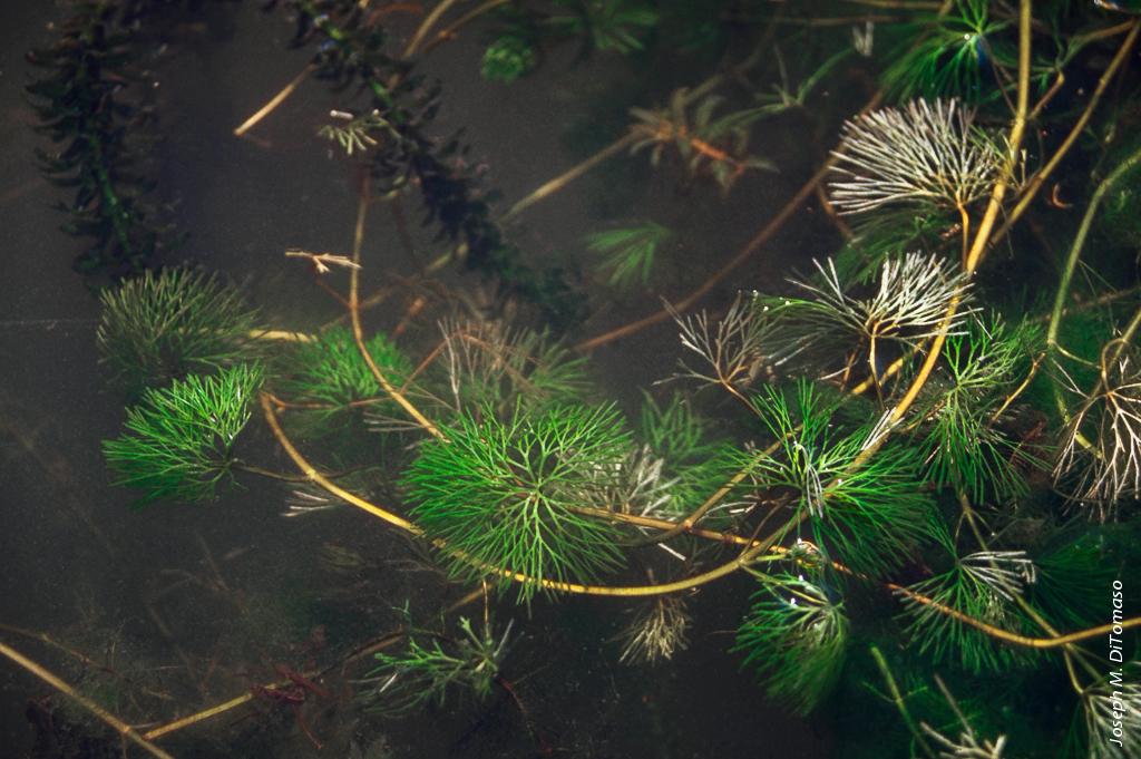 Fanwort (Cabomba caroliniana) is an invasive aquatic weed in California that was introduced through the aquarium industry.