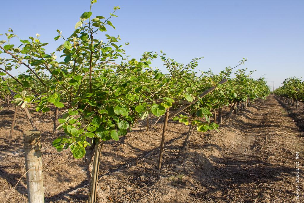 A kiwifruit vineyard at the Kearney Agricultural Research and Extension Center.