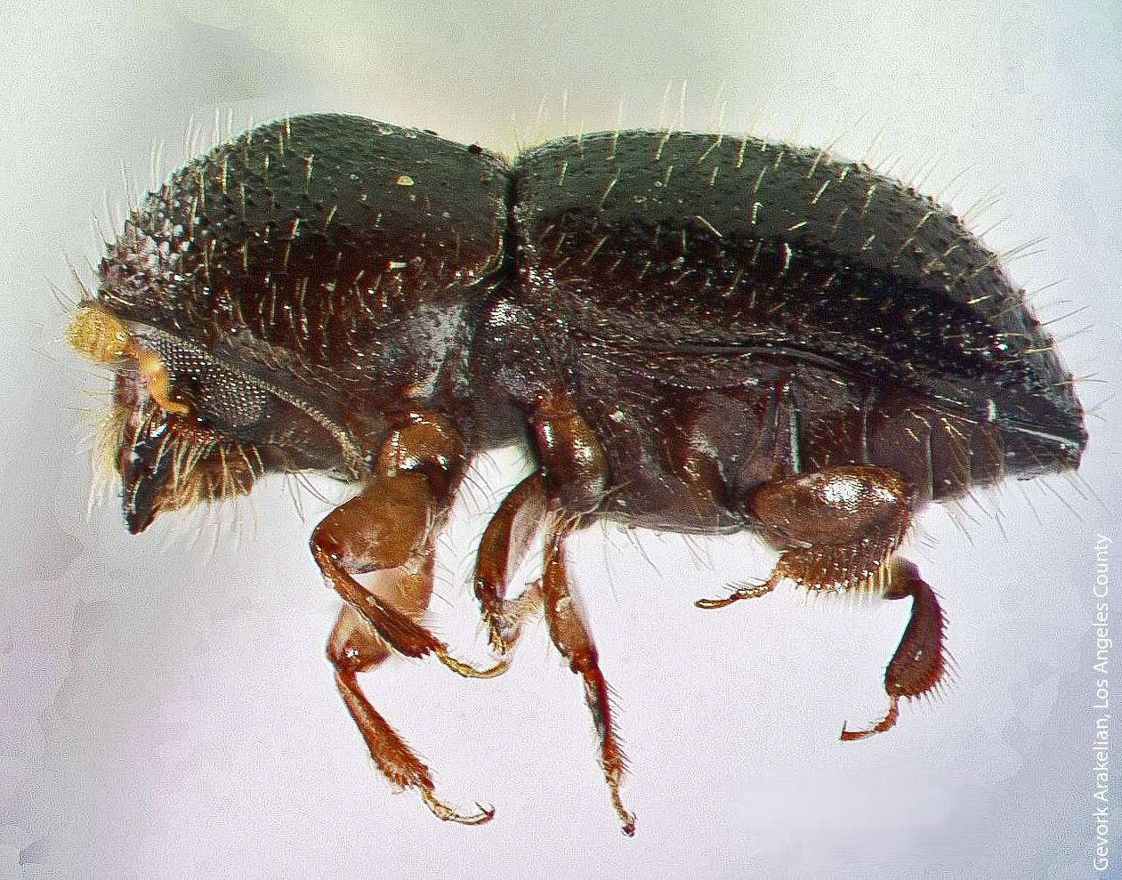 UC Riverside scientists are researching control measures for the polyphagous shot hole borer, an invasive beetle from Asia that bores into trees and transmits a pathogenic fungus.