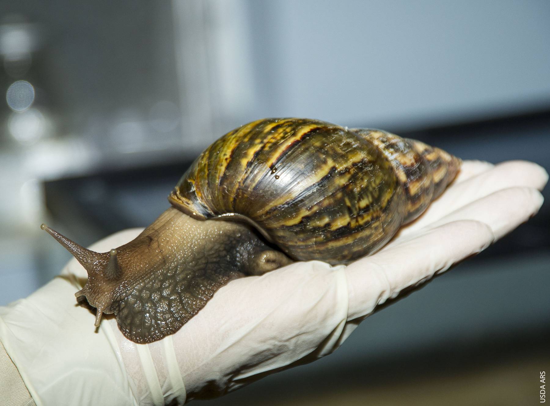 In July 2014, the USDA intercepted a shipment of giant African snails (shown above in an official's hand) in Los Angeles. Although the snails haven't reached the wild in California, UC researchers are working with scientists in Florida, where officials are trying to eradicate an infestation discovered in 2010.