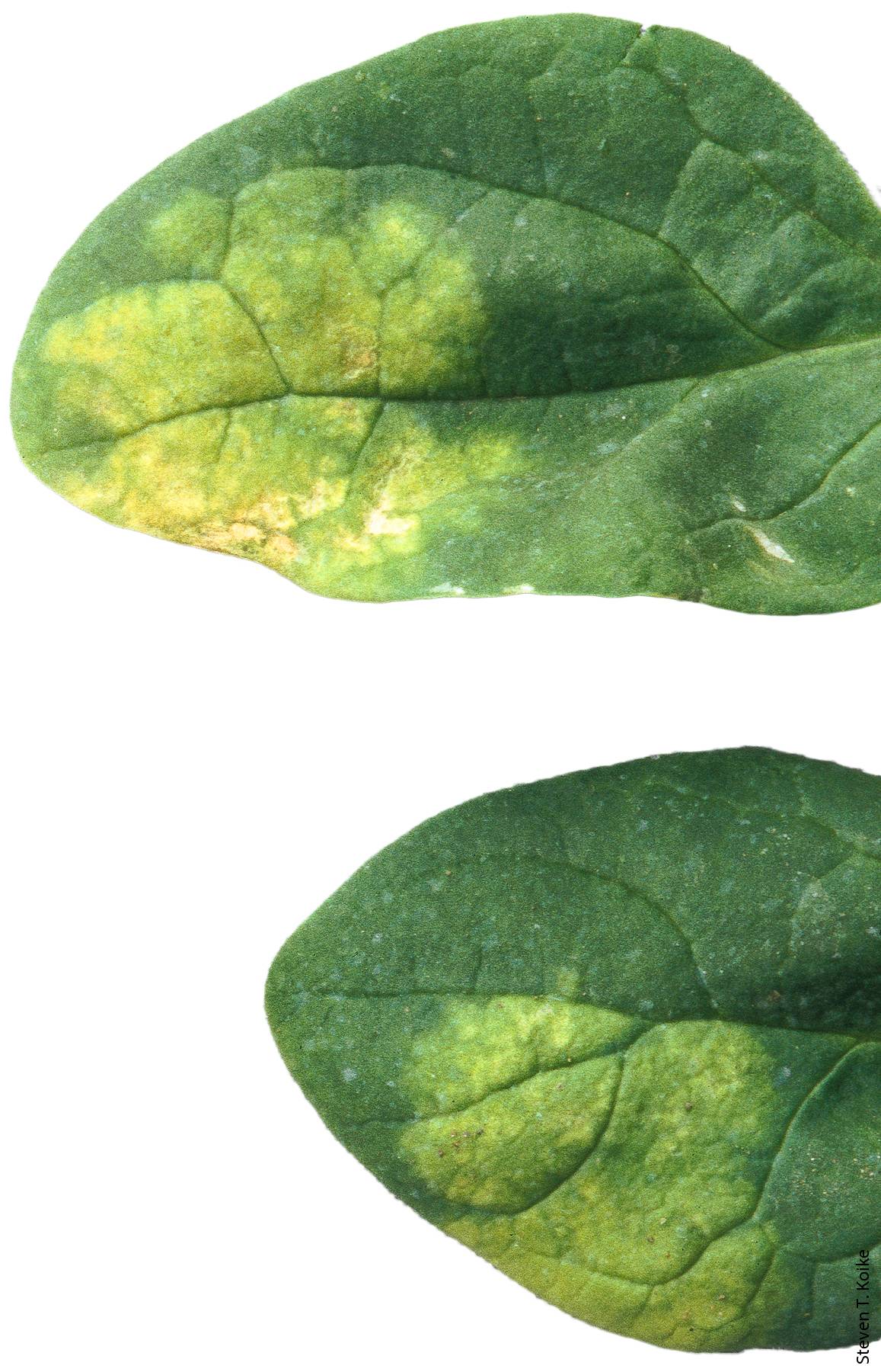The new race of downy mildew stains spinach leaves with bright yellow blotches.