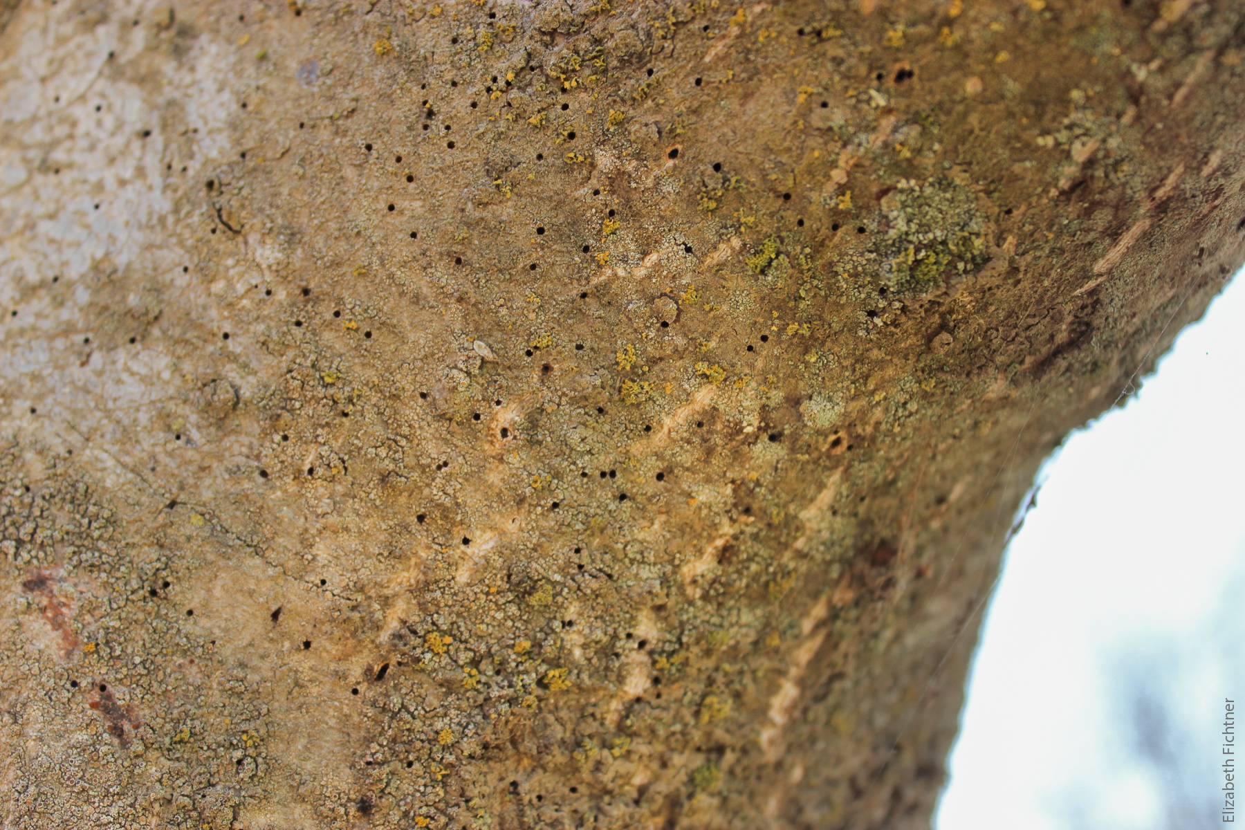 Characteristic entry and exit holes of the walnut twig beetle in the trunk of an English walnut tree in Tulare County. The holes are less than 1 millimeter in diameter.
