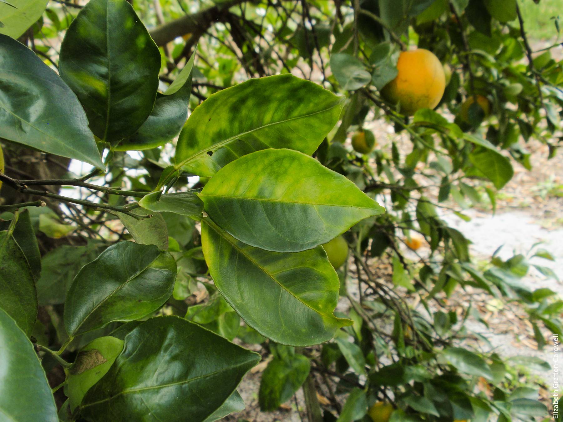 Symptoms of huanglongbing disease, also known as citrus greening, include mottling of leaves and greening of fruit.