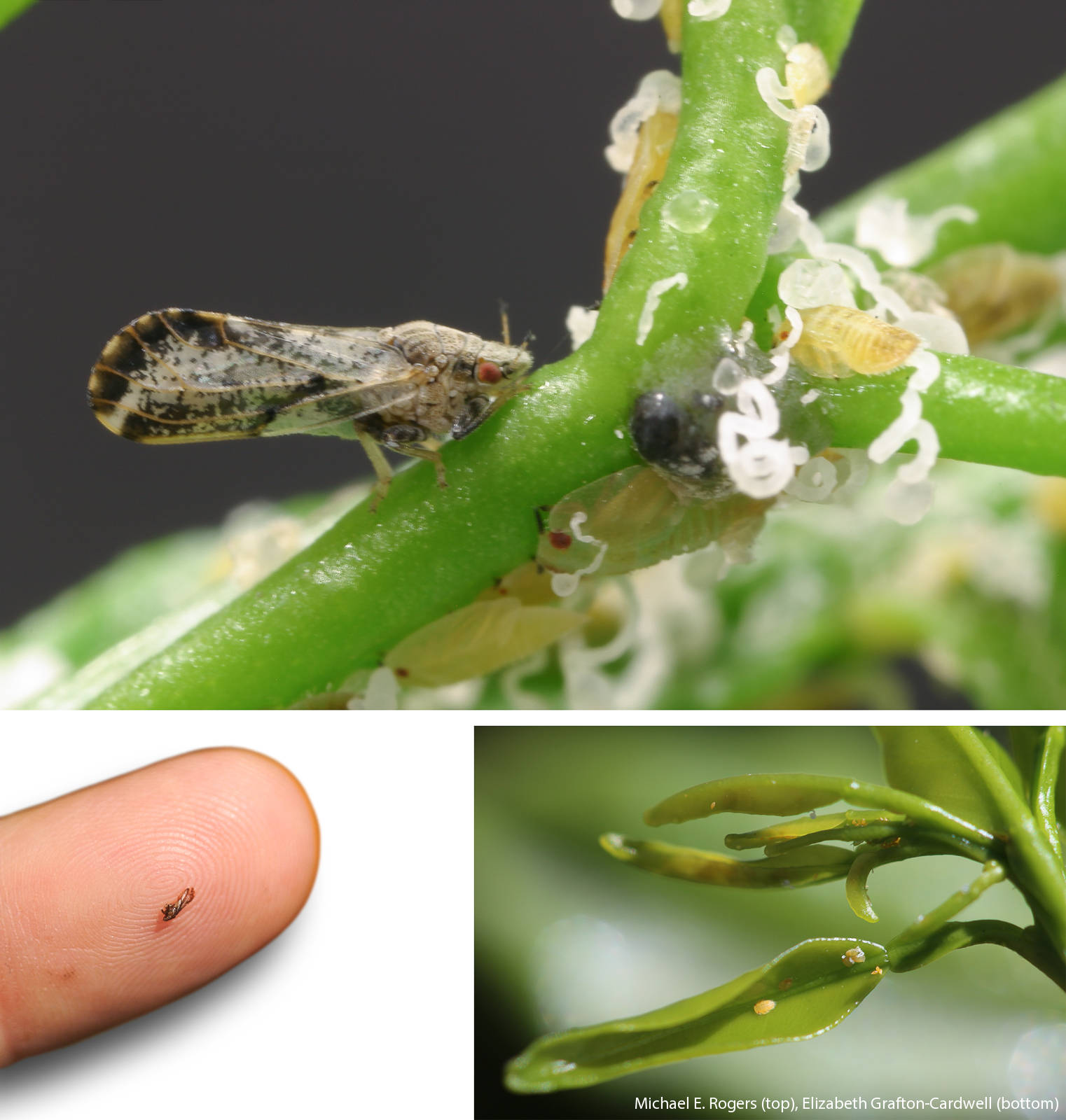 Top, Asian citrus psyllid adult and nymphs. Middle, adult psyllid on finger. Bottom, nymphs tucked down in new leaves.