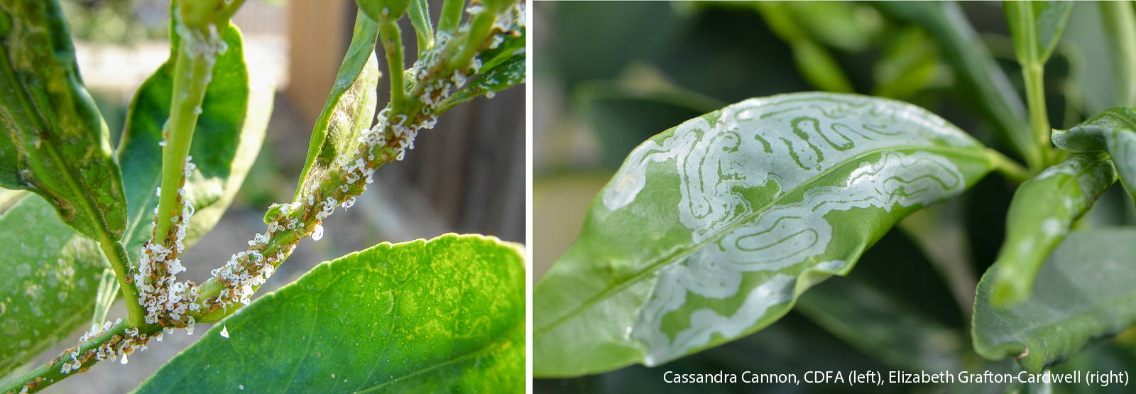 Asian citrus psyllid nymphs (left) and citrus leafminer damage (right).
