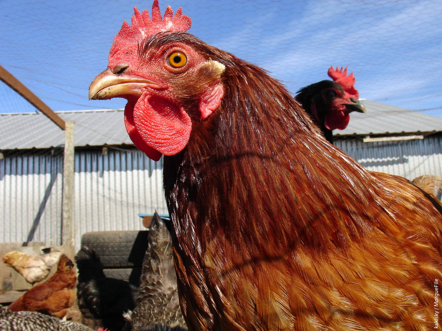 The CAHFS lab in San Bernardino was instrumental in the diagnosis and eradication efforts during the 2002–2003 outbreak of exotic Newcastle disease, which was originally diagnosed in a backyard chicken.