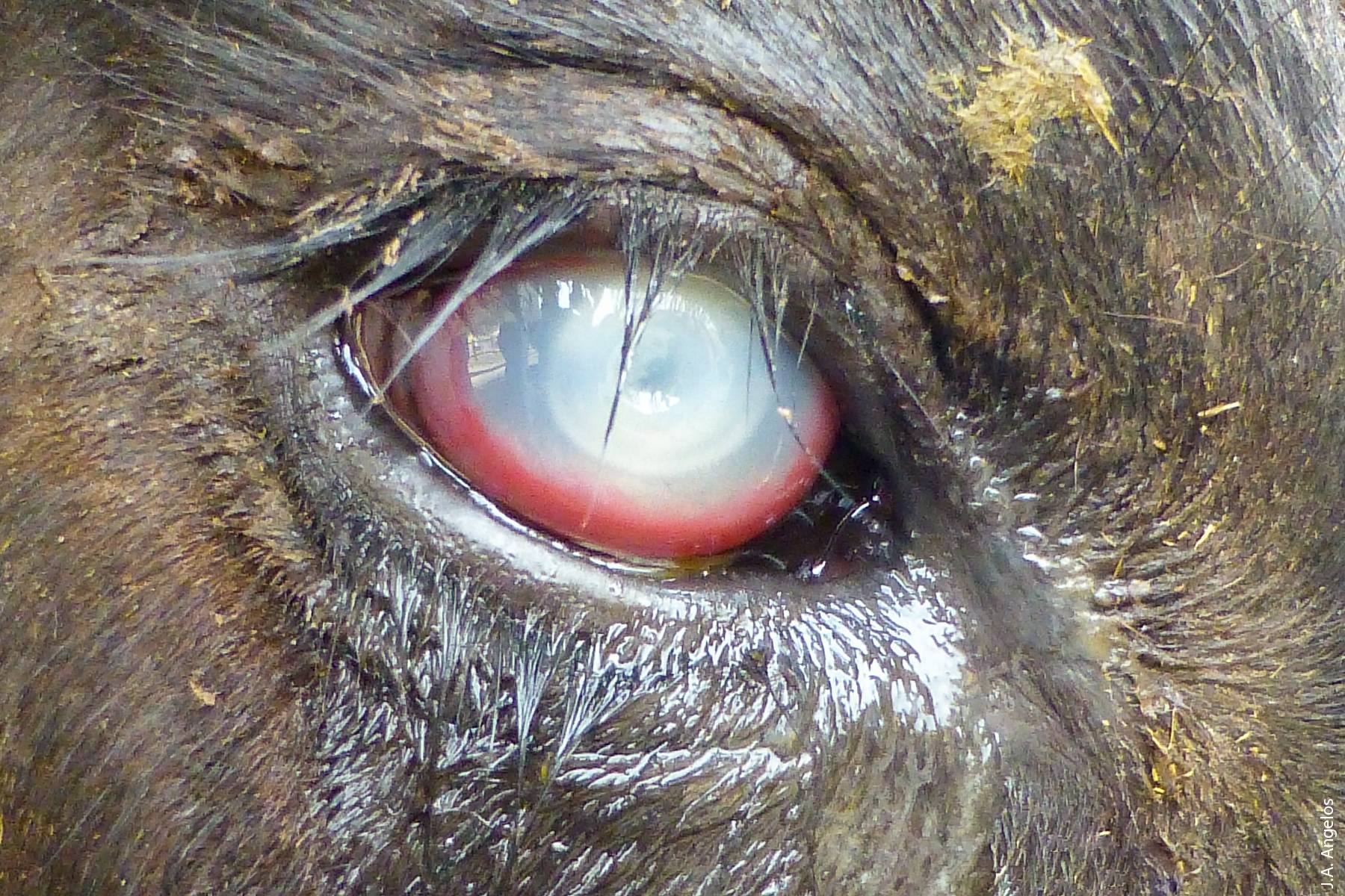 Bovine pinkeye, the most common eye disease of cattle worldwide, affects not only the conjunctiva surrounding the eye, but also the cornea itself, and in severe cases causes blindness.