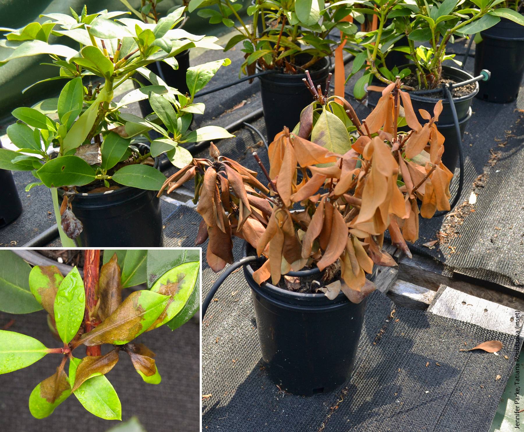 Rhododendron plants declining from ramorum blight caused by Phytophthora ramorum in a commercial nursery. Inset, leaf symptoms of ramorum blight on Rhododendron.