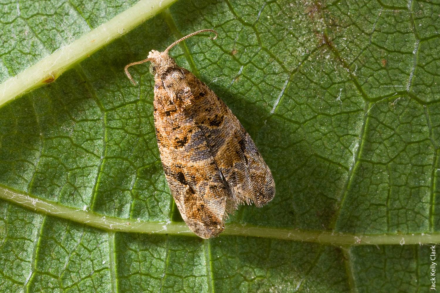 In 2009, European grapevine moth was first detected in the United States in Napa County, where it caused significant crop damage.