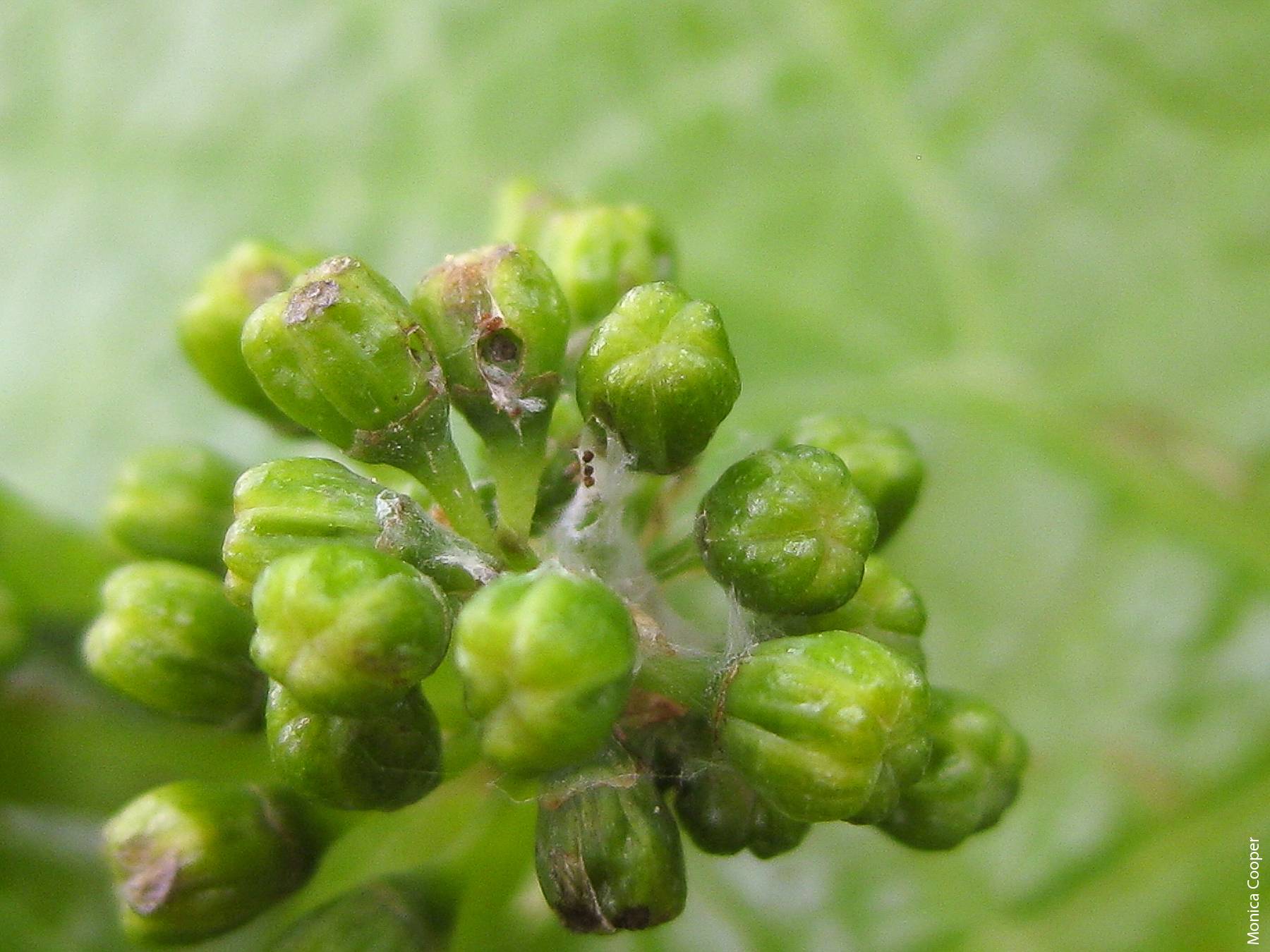 Feeding damage by European grapevine moth larva to a grape flower before bloom. Note the characteristic hole in the flower, webbing and larval excrement.