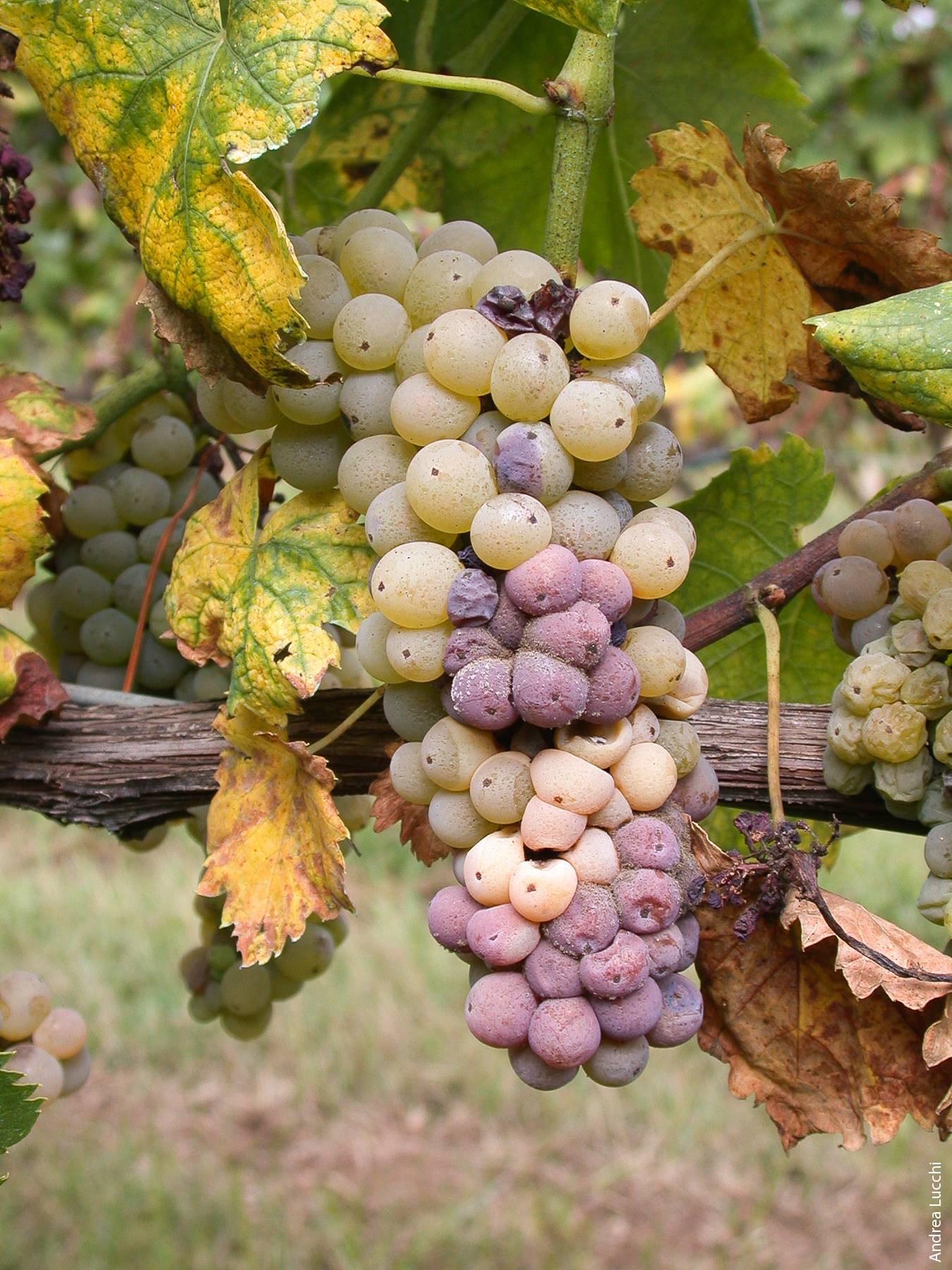 Feeding damage to grape berries by second- and third-generation larvae exposes them to fungal infections that can be economically damaging.