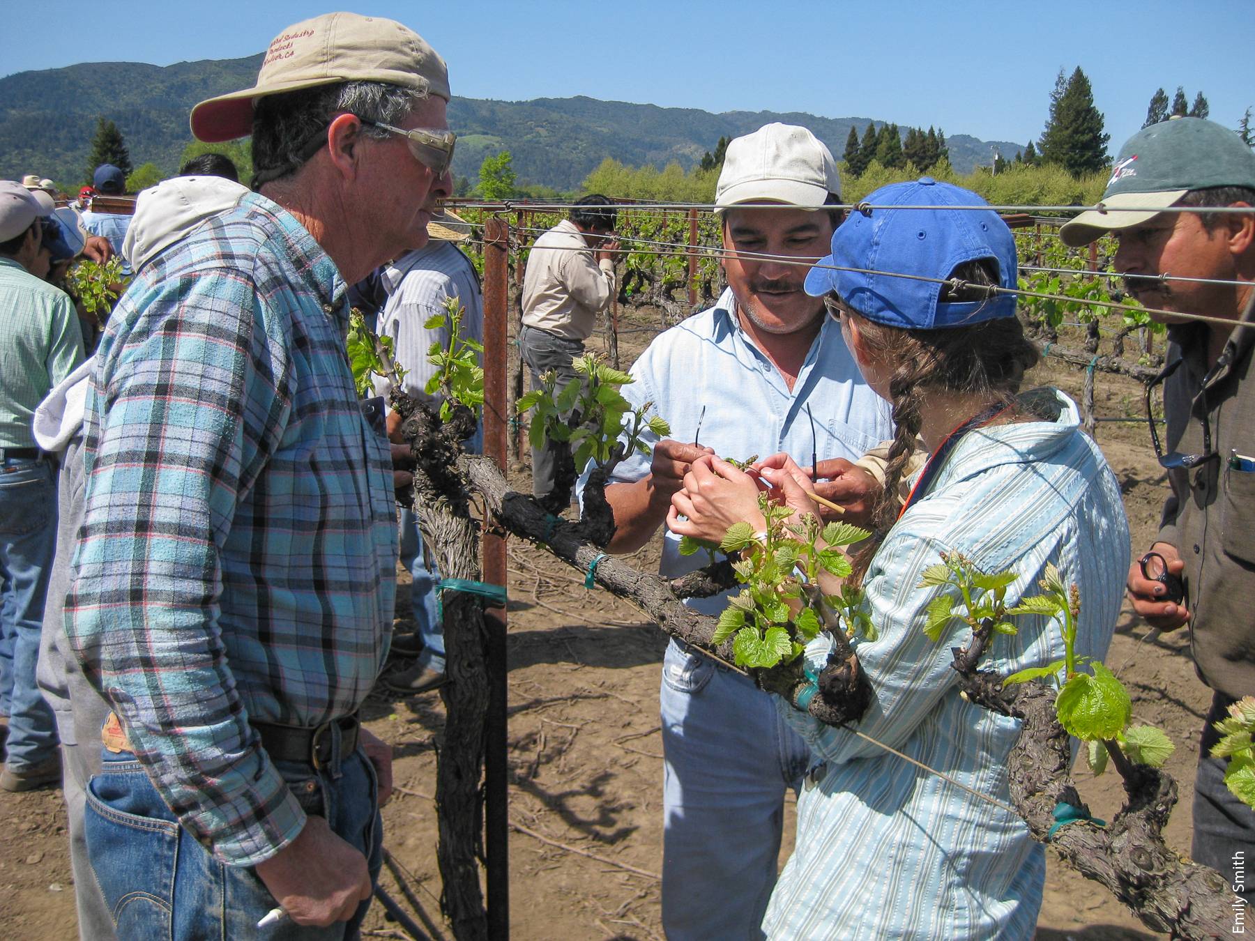 Field day training sessions with growers and farmworkers were held in Oakville, CA, in April 2010.