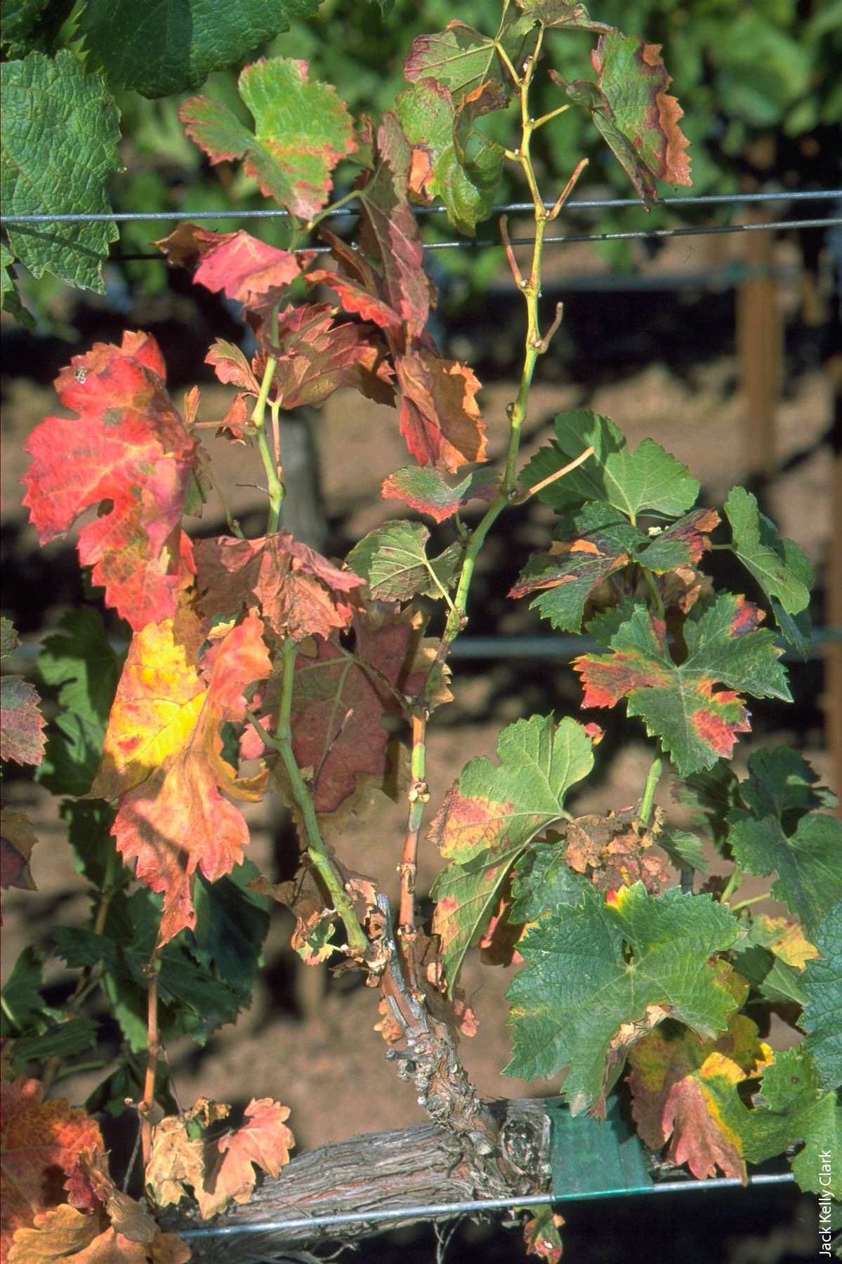 PD symptoms on a red grape variety, showing progressive foliage discoloration, irregular bark maturity and petioles without leaf blades. The Temecula Valley PD outbreak in 1999 triggered an emergency response to save the wine and grape industries.
