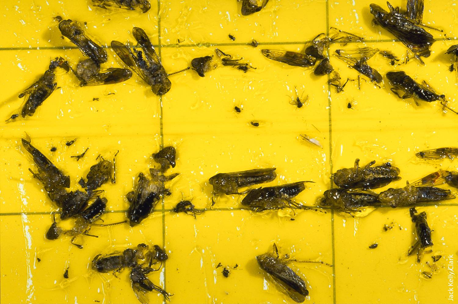 GWSS adults caught in a yellow sticky trap. In areas infested with GWSS, trap counts indicate when insecticides should be applied to citrus groves located near vineyards.