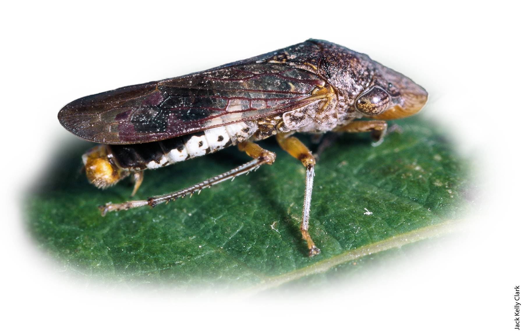 GWSS flies farther than other sharpshooters, has a polyphagous diet and can spread PD vine to vine. It initiates infections on a nearly year-round basis.