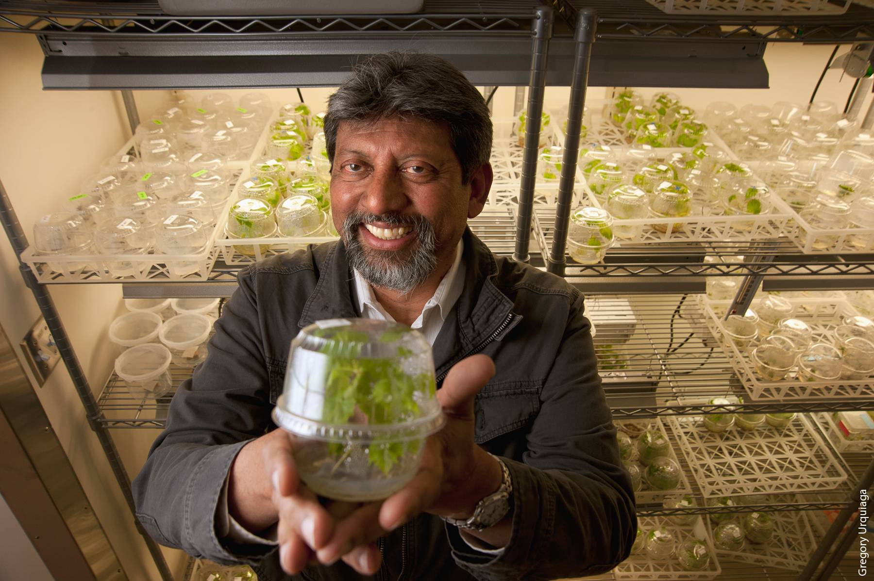 UC Davis plant scientist Abhaya Dandekar and colleagues have fused two genes to engineer resistance to Pierce's disease of grapevines.