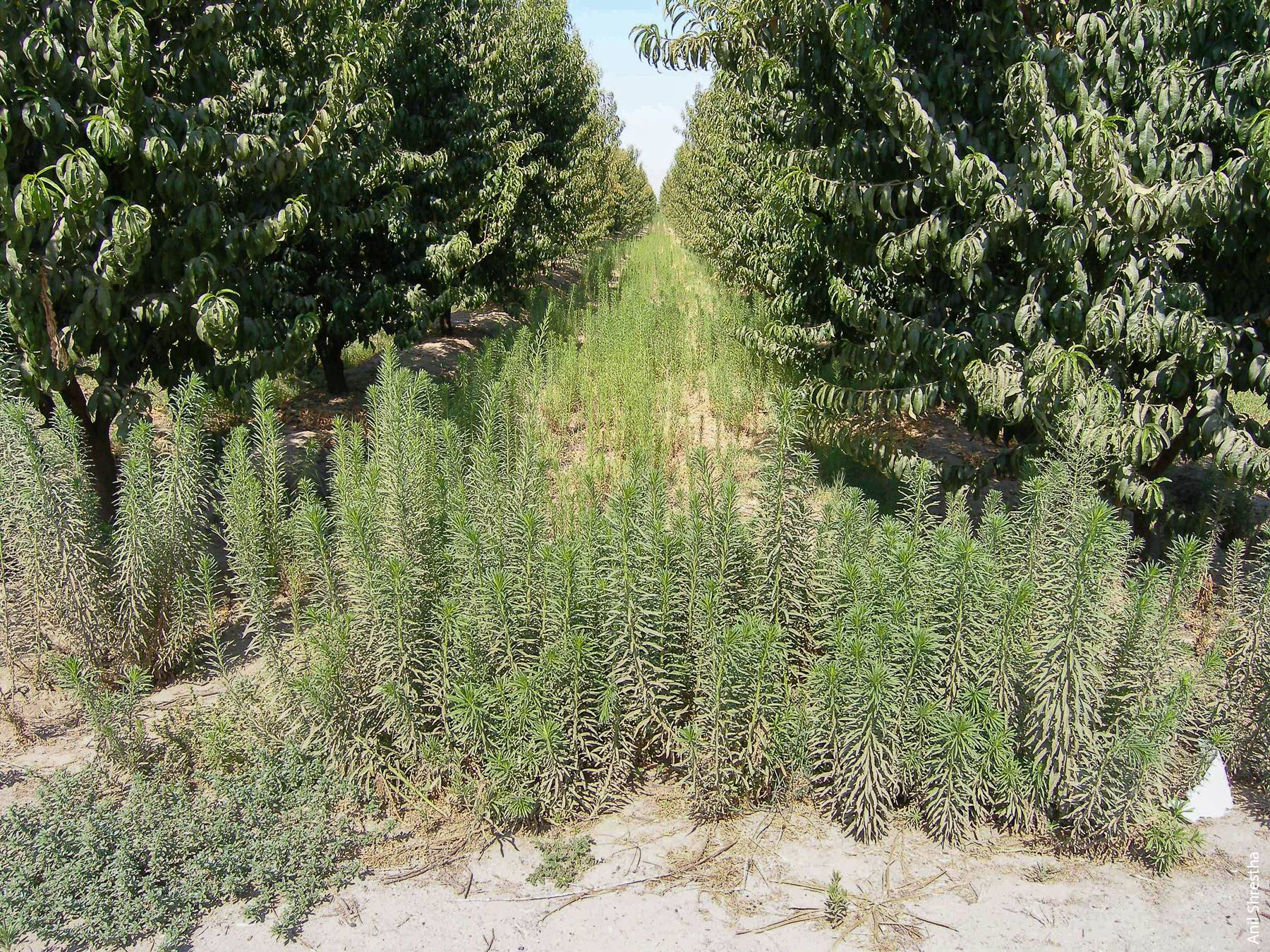 A stone fruit orchard in Fresno County is dominated by glyphosate-resistant horseweed. Reliance on one method of weed control imposes selection pressure, which can lead to population shifts to tolerant species or selection of resistant biotypes.