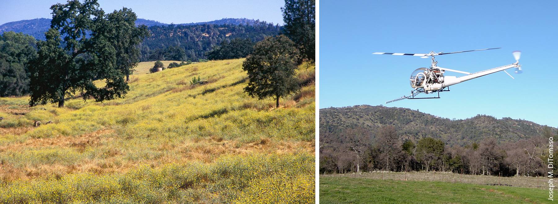Yellow starthistle (Centaurea solstitialis) infestation, left; aerial spraying to control yellow starthistle near Sierra Foothill Research and Extension Center, right.