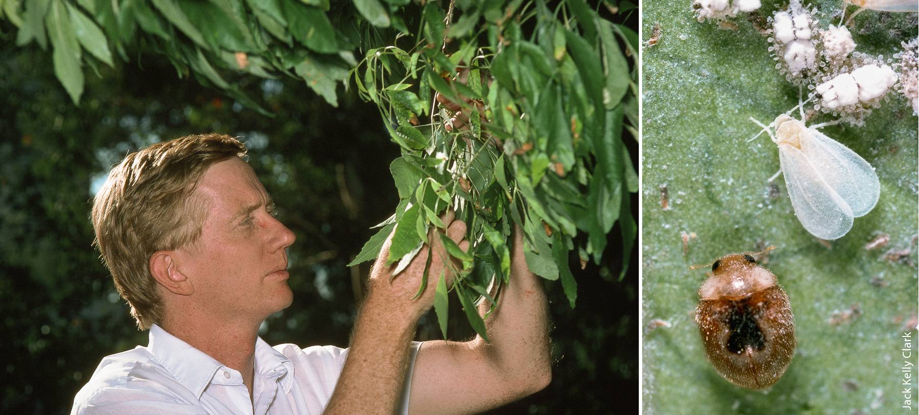 Ash whitefly (Siphoninus phillyreae), a pest of ornamental trees, was first detected in California in 1988. UC IPM–sponsored research at UC Riverside resulted in a successful biological control program. Above, researcher Tom Bellows examining an ash tree for ash whitefly. Right, Clitostethus arcuatus adult (bottom), a natural predator of ash whitefly, and ash whitefly adult (top) on leaf, UC Davis Arboretum.