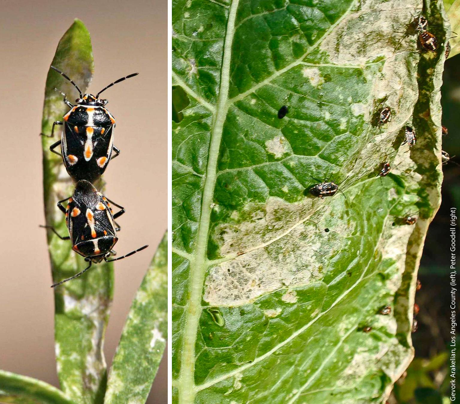 Over 40% of the pests for which UC IPM has guidelines were invaders that accompanied the movement of people, food or plant material into California. Bagrada bug (Bagrada hilaris), an invasive pest species native to Africa, attacks vegetable crops and ornamental plants. It was first found in Los Angeles County in 2008, and since then has spread north to 19 counties.