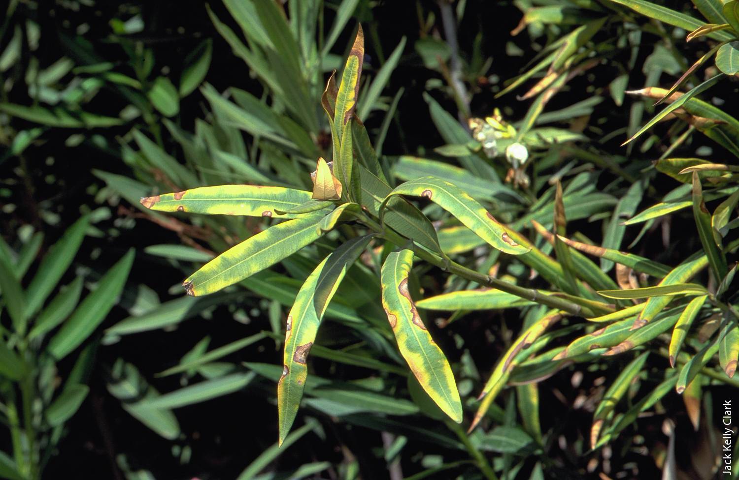 Oleander is a GWSS host. The yellow, brown, dying leaf margins are a symptom of bacterial leaf scorch vectored by GWSS.