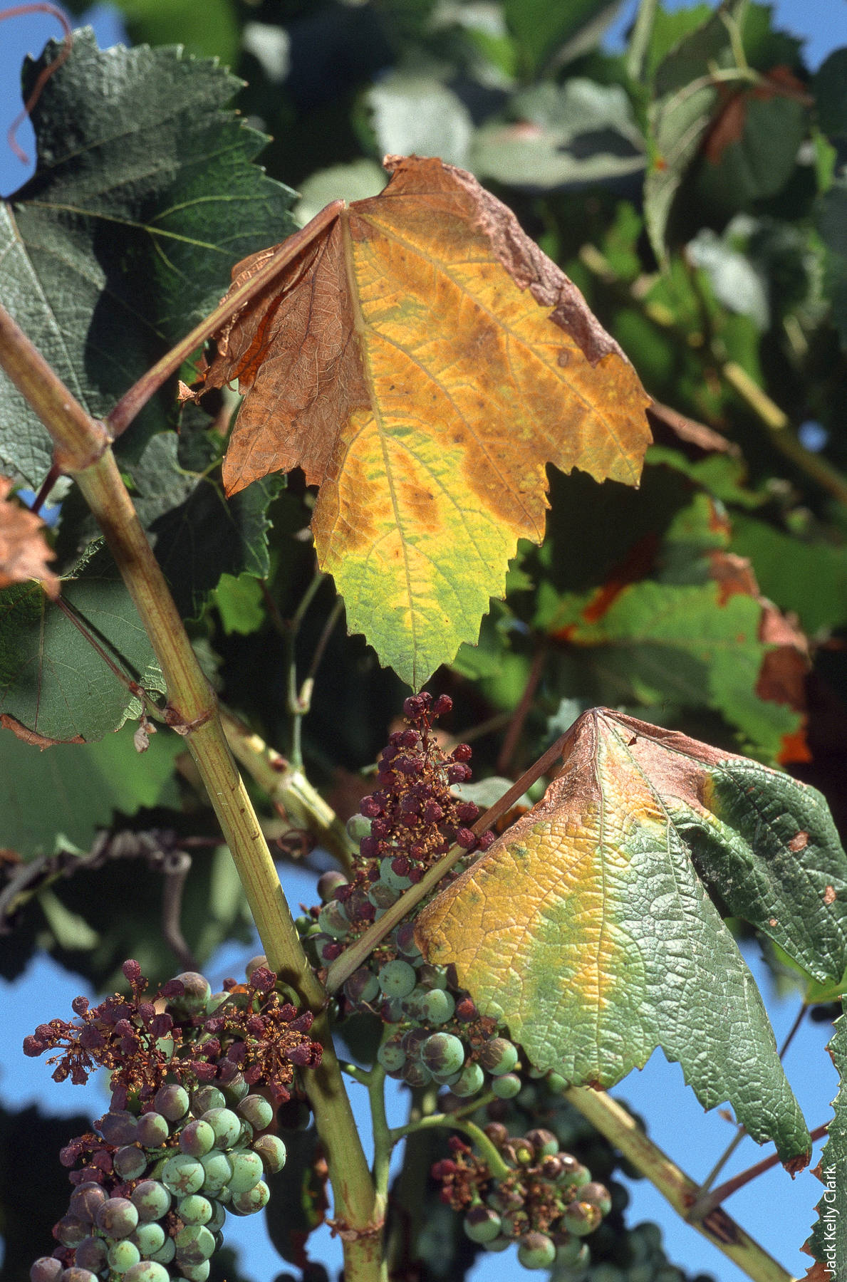 To contain the spread of PD, the California Department of Food and Agriculture placed a quarantine on the movement of plant material from GWSS-infested areas to GWSS-free areas within California. Above, discoloration of grape foliage caused by PD and sunburn on fruit in a Sonoma County vineyard.