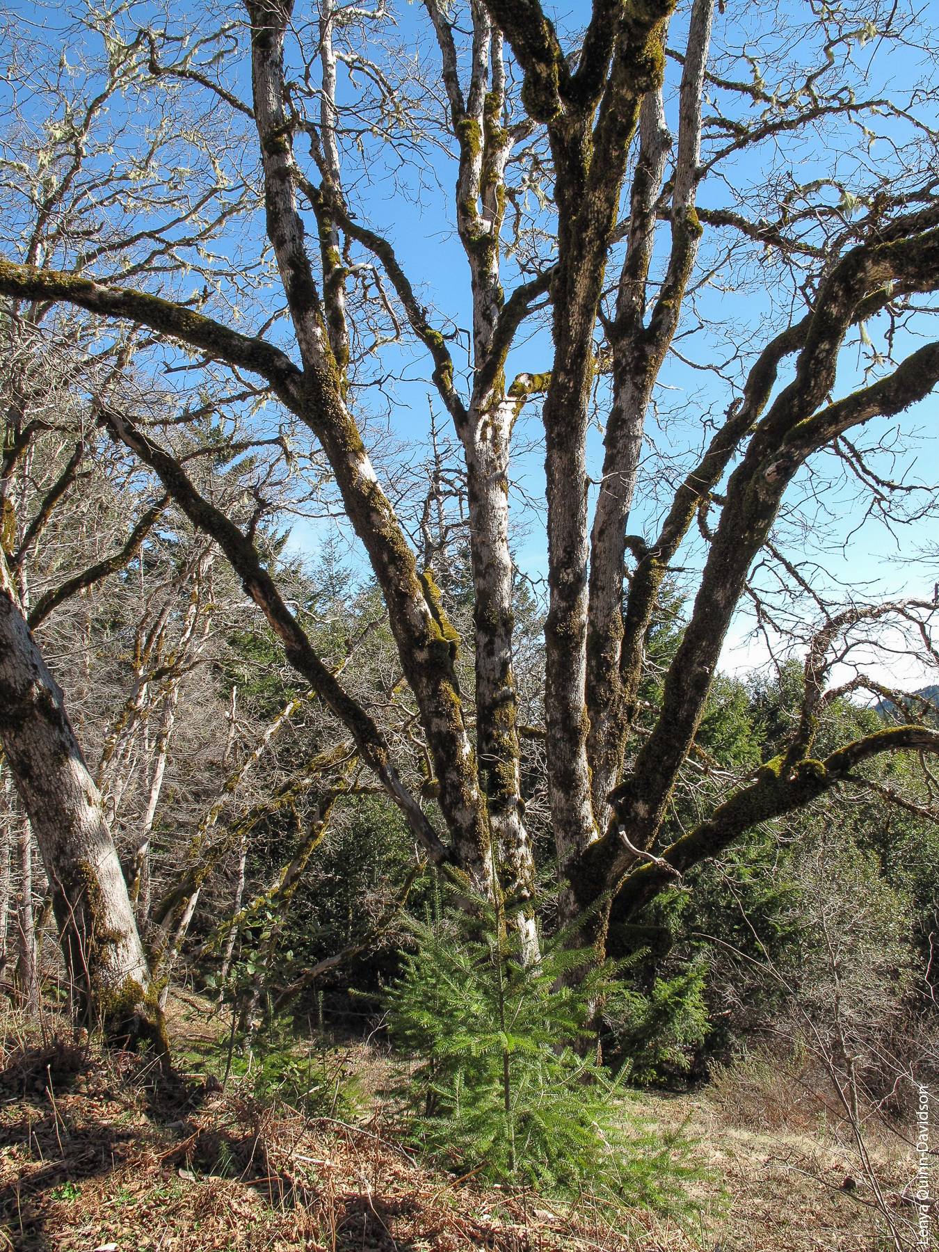 Fire suppression helps to create conditions that allow conifers to sprout and mature among oaks, as in this woodland in Redwood National Park.