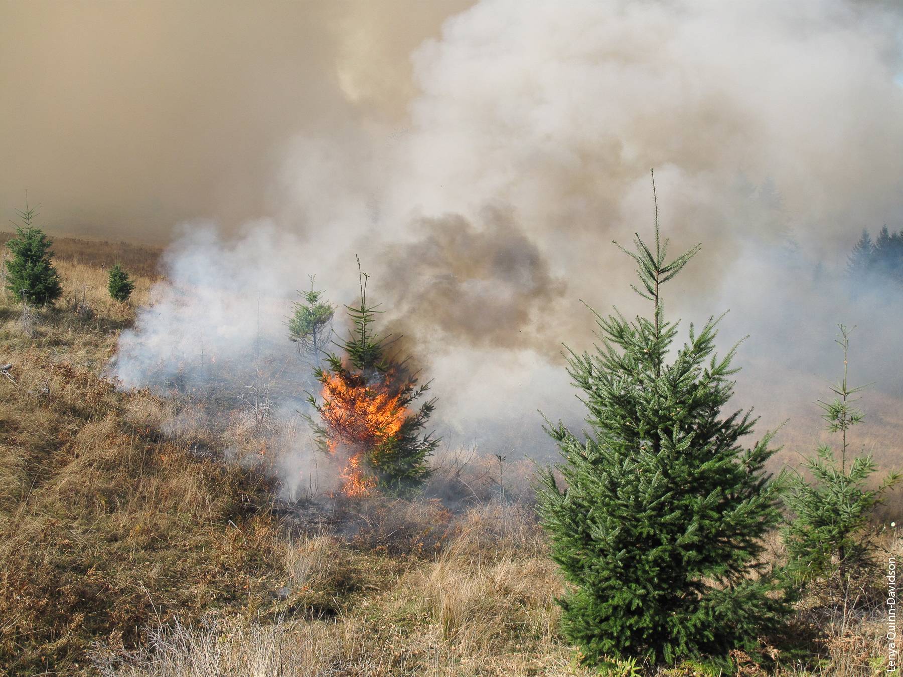 Prescribed fire can help to stop the spread of Douglas fir trees into open oak woodlands, as in this burn in Redwood National Park. But Douglas fir become more fire resistant as they mature.