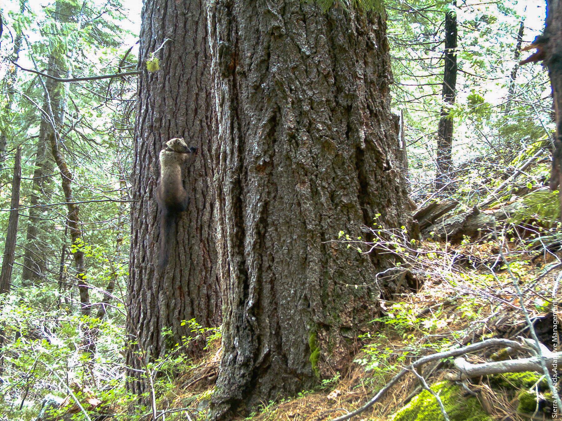 A Pacific fisher on a den tree. Several studies have used Lidar to identify habitat characteristics that are important for wildlife.