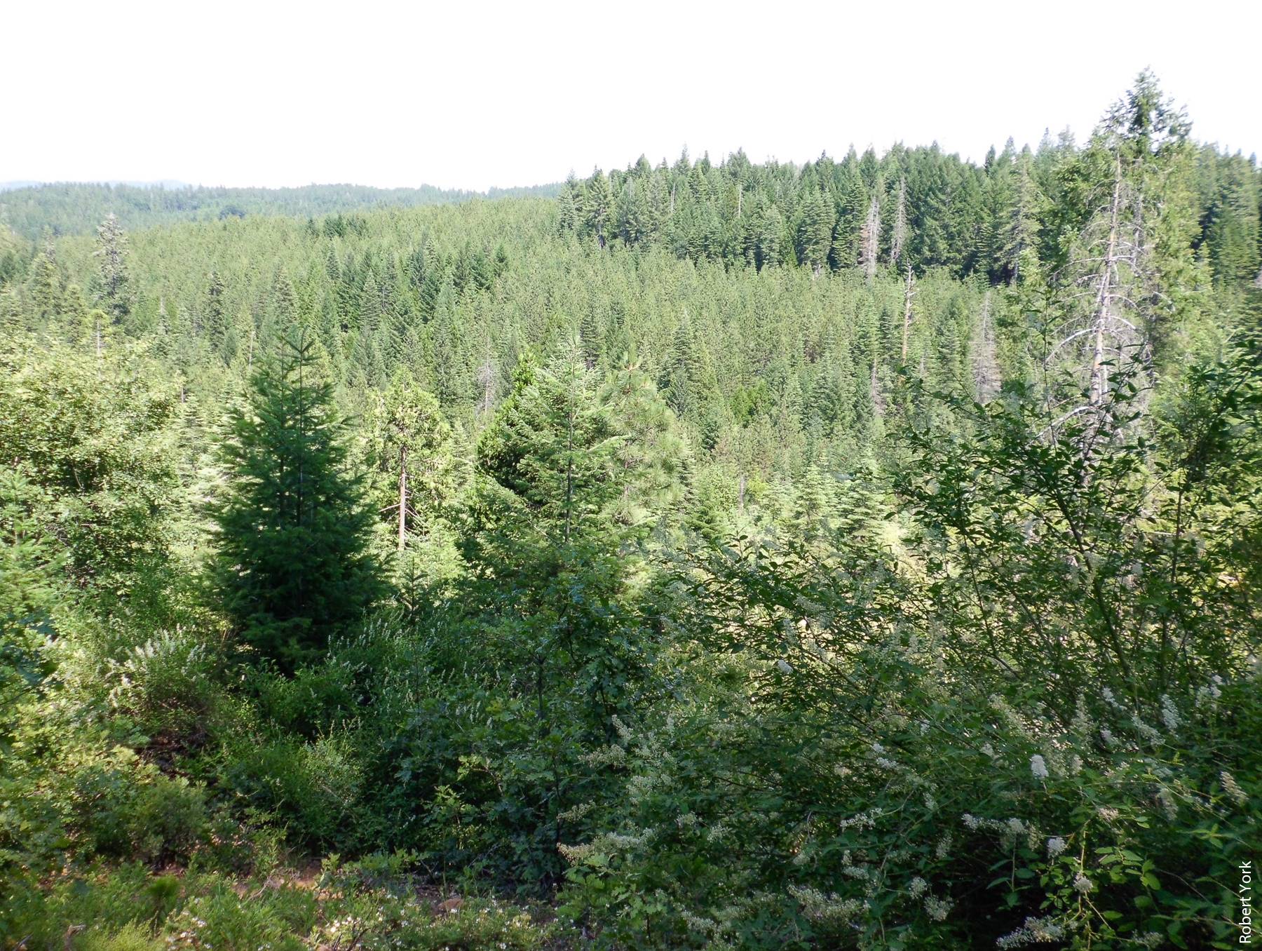 UC researchers have developed a tool that helps users understand how forest management options will affect carbon sequestration. Above, managed stands of mixed-conifer forest in the Sierra Nevada.
