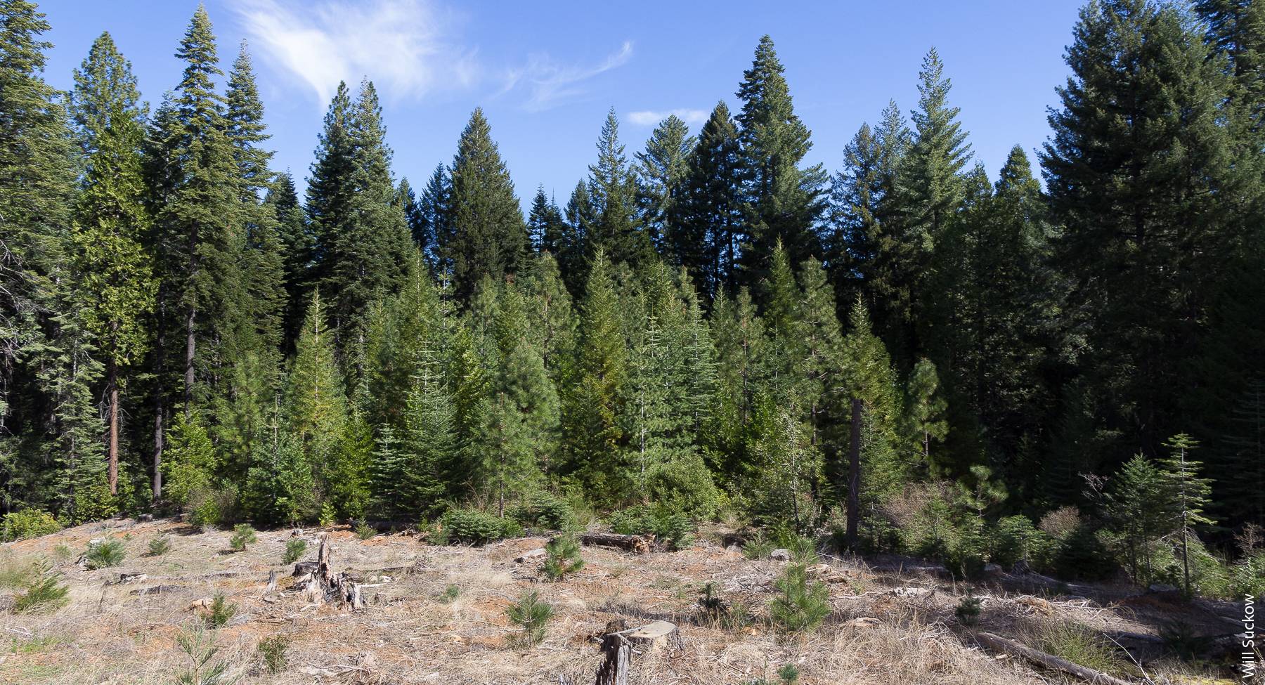 Group selection: Creating small openings of about 1 acre in size and planting with native conifers can be an option for restoring high-graded forests on nonindustrial lands. This image shows an 18-year-old, ¼ acre patch in the mid-ground and a 4-year-old, ½ acre patch in the foreground.
