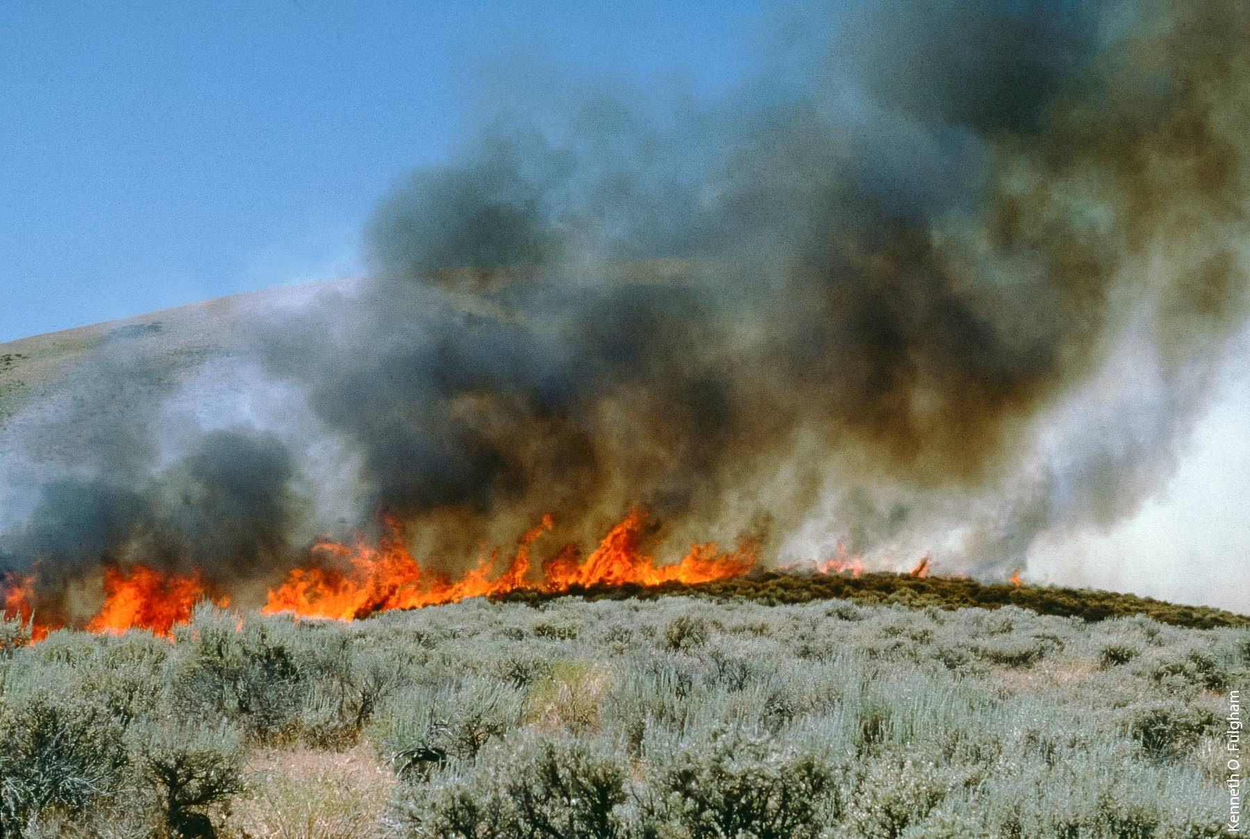 Fire is one of the most common tools to restore sagebrush ecosystems. In the absence of fire, sagebrush stands become dense and conifers increase, reducing the perennial grass and forb components that are an important part of the sagebrush ecosystem. Above, prescribed fire at the Lacy site, summer 1981.